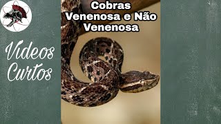 Cobra Venenosa de Não Venenosa  Shorts  Biólogo Henrique [upl. by Sherr]