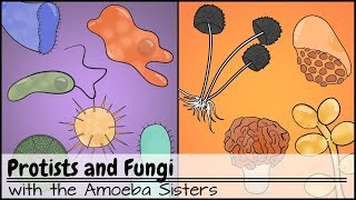 Protists and Fungi [upl. by Chappy]