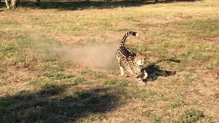 King Cheetah Run at HESC [upl. by Yona]