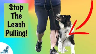 Loose Leash Walking Training  Professional Dog Training Tips [upl. by Theresa]