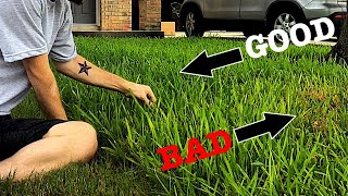 How to Care for St Augustine Grass [upl. by Trebled777]