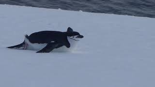 Chinstrap penguin tobogganing [upl. by Hedva421]