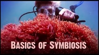 Symbiosis Mutualism Commensalism and Parasitism [upl. by Urial303]