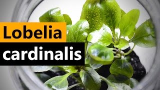 Lobelia Cardinalis planting Emersed Aquarium plant [upl. by Ylloh]