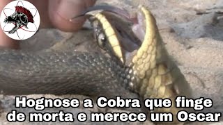 Cobra atriz finge de morta Hognose  Biólogo Henrique o Biólogo das Cobras [upl. by Bourn]