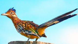 Roadrunner Bird Remarkable Desert Specialist [upl. by Ahseyk]