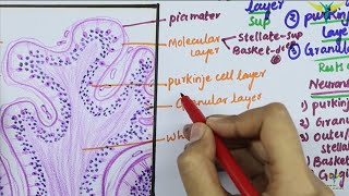 Histology of CEREBELLAR CORTEX [upl. by Reniar]