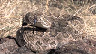 Prairie Rattlesnake [upl. by Peddada]