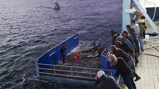 Great White Shark Caught Tagged Released For Science [upl. by Burkle]