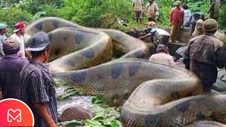 MAIOR COBRA DO MUNDO SUCURI ANACONDA PÍTON COBRA REAL OU JIBOIA [upl. by Lockhart]