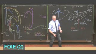 Anatomie du foie 2 Abdomen 5 [upl. by Batruk]