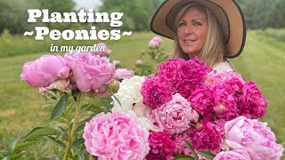 Planting Peonies in My Garden [upl. by Mill]