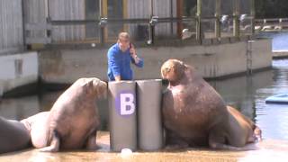 Walrus Show Full Show  Dolfinarium Harderwijk 2015 [upl. by Favrot989]